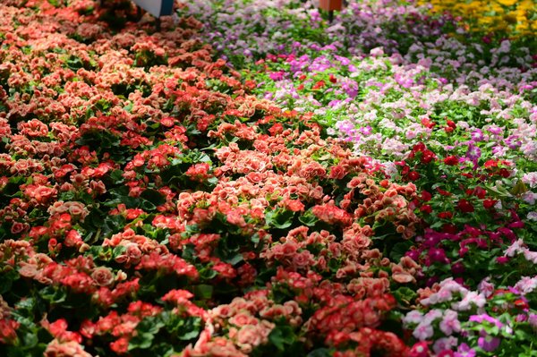 Exploration de l'Influence des Agences Immobilières sur l'Essor du Marché Immobilier